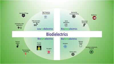 Biodielectrics: old wine in a new bottle?